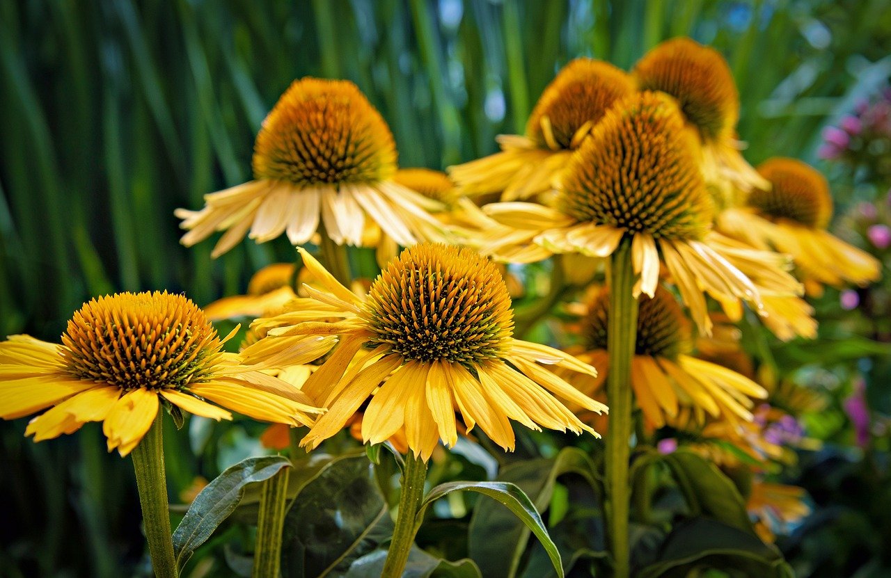 Flower Press Craft: Botany for Kids